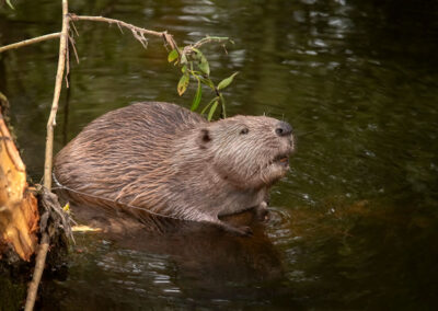 Maryland’s Beavers: Managing Populations for Ecosystem Harmony