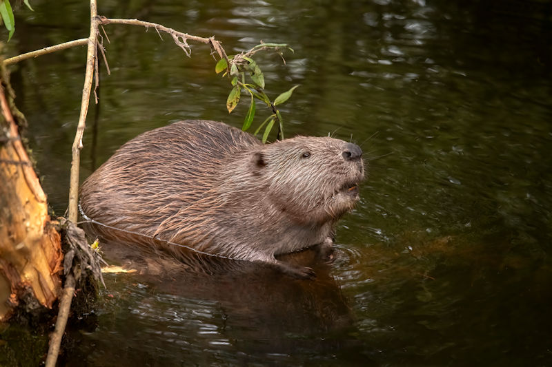 Maryland’s Beavers: Managing Populations for Ecosystem Harmony