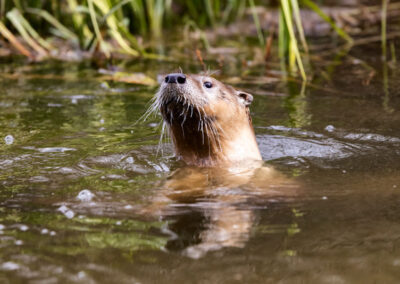 The Beneficial Tool of Ethical Trapping for Re-establishing River Otters in Western Maryland