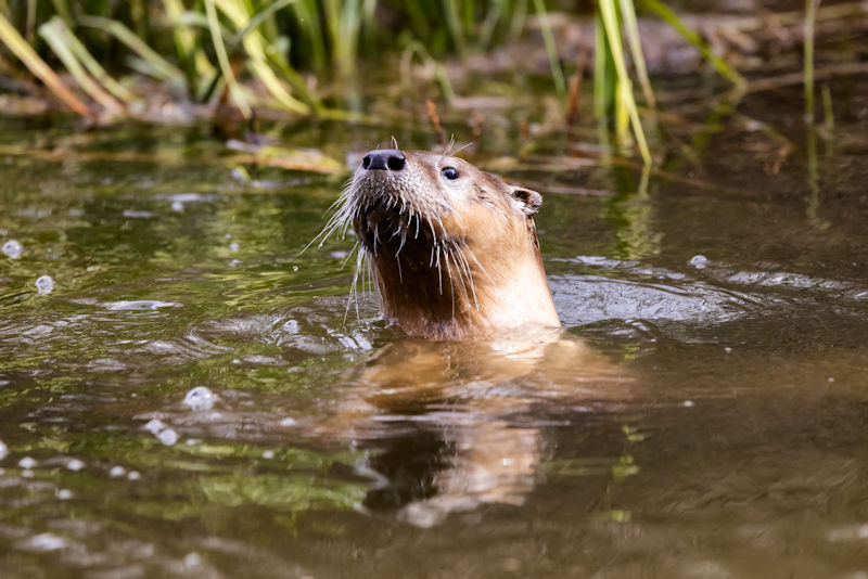 Managing Maryland’s River Otter Population Through Trapping