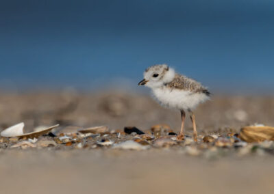 The Importance of Ethical Trapping to Protect Shore-Nesting Sea Birds