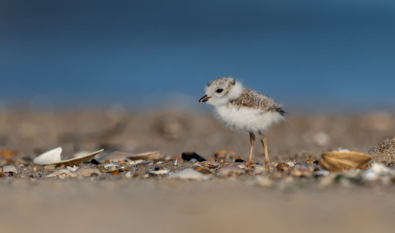 The Importance of Ethical Trapping to Protect Shore-Nesting Sea Birds