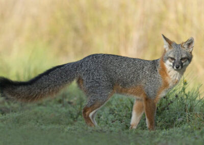 In the Shadows of Maryland: The Grey Fox and the Role of Trapping