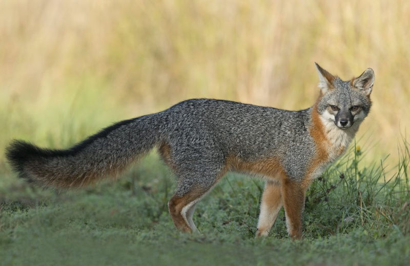 In the Shadows of Maryland: The Grey Fox and the Role of Trapping
