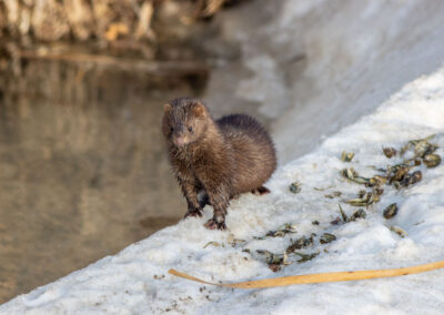 Mink in Maryland: Trapping as a Tool for Ecosystem Balance and Conflict Reduction