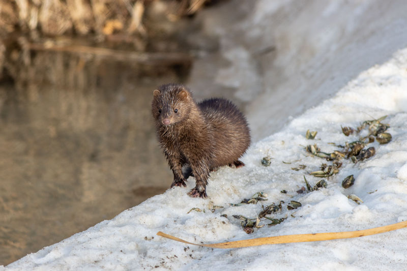 american-mink-on-the-edge-of-a-frozen-lake