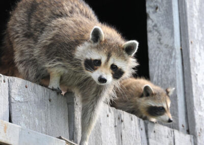 Rabies Alert in Woodland Beach: Navigating the Dangers and Benefits of Trapping