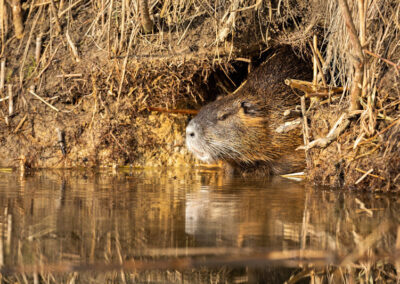 In the Marshlands of Maryland: The Quiet Struggle Against Nutria