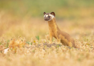 The Long-Tailed Weasel and the Art of Balanced Coexistence