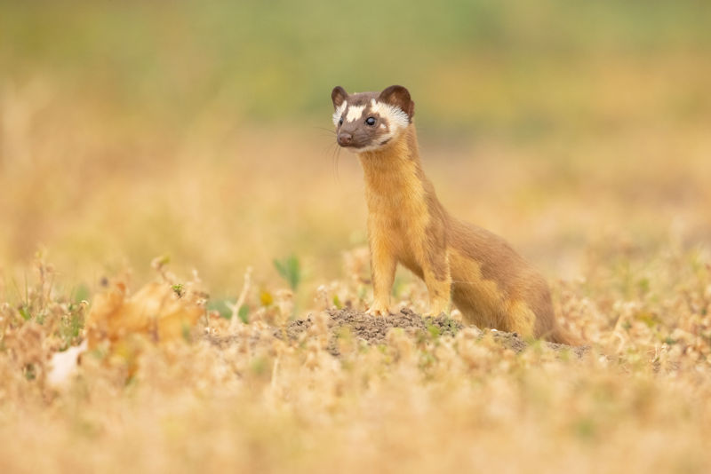 closeup-of-a-long-tailed-weasel-hunting