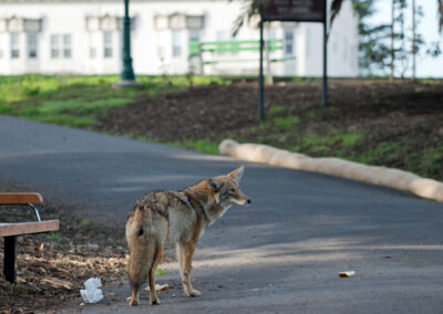 In the Shadow of the Coyote: Balancing Maryland’s Ecosystem Through Trapping