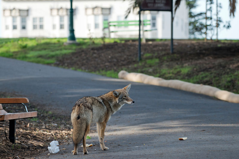 In the Shadow of the Coyote: Balancing Maryland’s Ecosystem Through Trapping