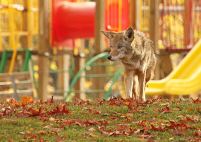 The Howl of Crisis: Unraveling the Rockville Coyote Attacks and the Ethical Path to Predator Control.