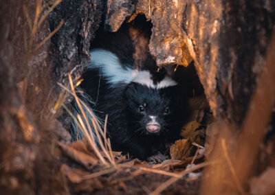 Skunks in Maryland: A Delicate Dance of Coexistence