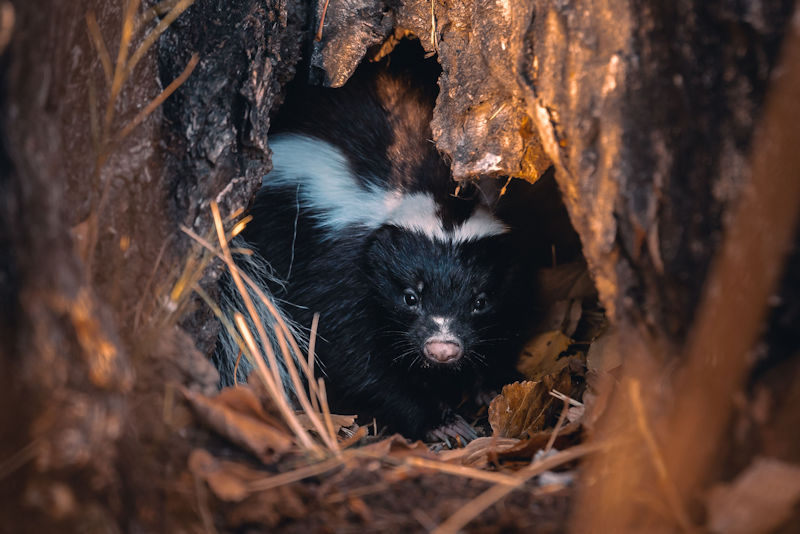 cute-black-and-white-skunk-hiding
