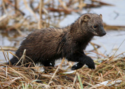 The Art and Science of Fisher Management in Maryland: Balancing the Ecosystem