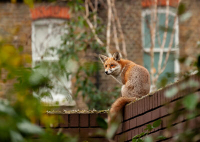 Navigating the Capitol Hill Fox Crisis: Ethical Trapping as the Crucial Balance