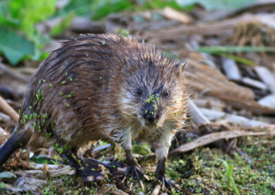 Muskrats in Maryland: Balancing Ecosystems and Reducing Conflict Through Trapping