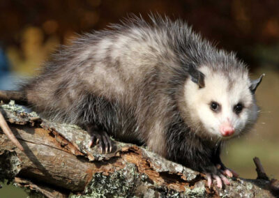 In Harmony with Nature: The Role of Trapping in Balancing Maryland’s Opossum Population