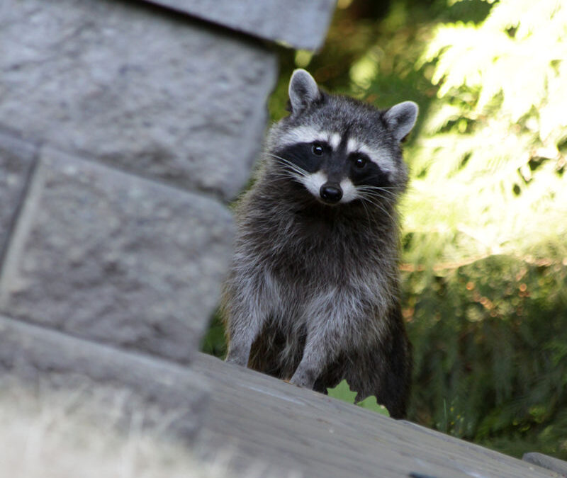 Navigating Maryland’s Raccoon Realm: The Upside of Trapping for Ecological Harmony