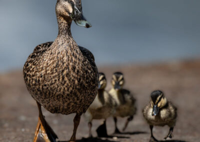 Trapping the Trouble: How Predator Control Aids Waterfowl Conservation