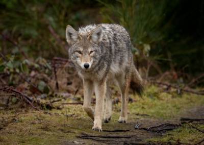 The Necessity of Predator Management: Lessons from Montgomery County’s Coyote Incident