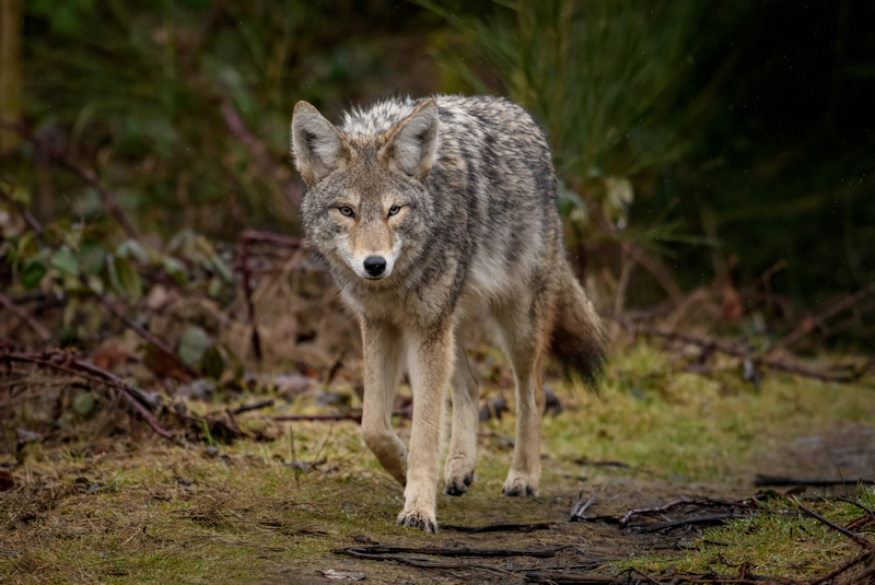 The Necessity of Predator Management: Lessons from Montgomery County’s Coyote Incident