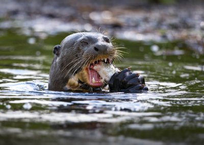 The Quiet Danger: Controlling Rabies through Trapping