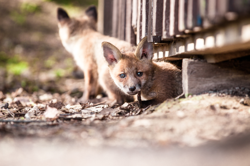 Red fox under deck